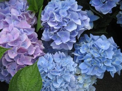 Hortensia (Hydrangea 'Endless Summer' Blauw) 3 Hortensia (Hydrangea 'Endless Summer' Blauw)