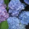 Hortensia (Hydrangea 'Endless Summer' Blauw) -PlantenPracht Winkel 20110702112219 2