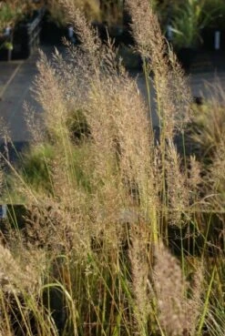 Diamantgras (Calamagrostis Brachytricha) -PlantenPracht Winkel 20110705121329 1 1