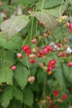 Kardinaalsmuts (Euonymus Planipes) -PlantenPracht Winkel 20110731134608 5