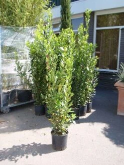 Echte Laurier (Laurus Nobilis) -PlantenPracht Winkel 20110822165109 10 1