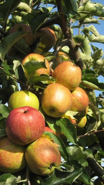 Appelboom (Malus Domestica ) 5 Appelboom (Malus Domestica ) - Afbeelding 3