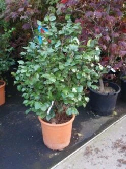 Camelia (Camellia, Wit) -PlantenPracht Winkel 20110919164930 5