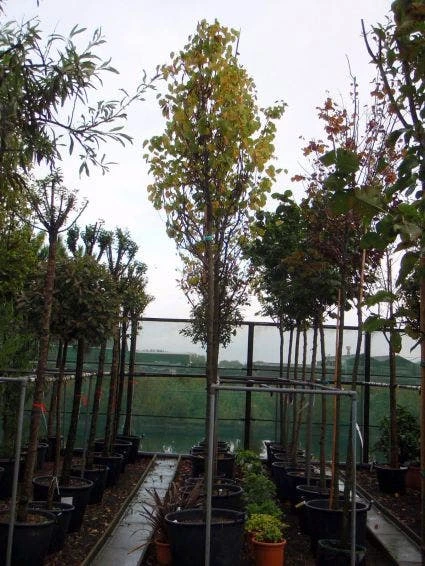 Judasboom (Cercis Siliquastrum) 6 Judasboom (Cercis Siliquastrum) - Afbeelding 4