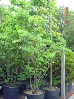 Judasboom Als Struik (Cercis Siliquastrum) -PlantenPracht Winkel 20120110165223 8 1