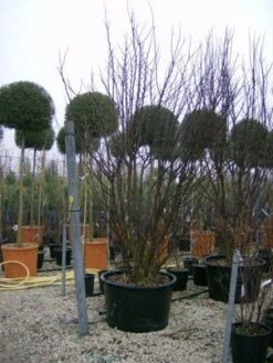 Judasboom Als Struik (Cercis Siliquastrum) -PlantenPracht Winkel 20120110165233 8 1