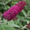 Vlinderstruik (Buddleja 'Miss Ruby') -PlantenPracht Winkel 20120123135252 1 1