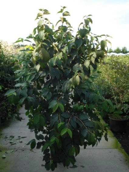 Japanse Sneeuwbal (Viburnum Plicatum 'Tomentosum') 4 Japanse Sneeuwbal (Viburnum Plicatum 'Tomentosum') - Afbeelding 2