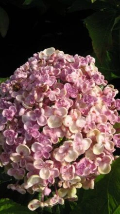 Seringhortensia (Hydrangea Macrophylla 'Ayesha') -PlantenPracht Winkel 20120202134624 2