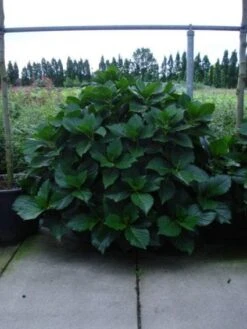 Seringhortensia (Hydrangea Macrophylla 'Ayesha') -PlantenPracht Winkel 20120202134812 2 2