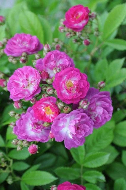 Miniklimroos (Rosa 'Perennial Blue') 4 Miniklimroos (Rosa 'Perennial Blue') - Afbeelding 2