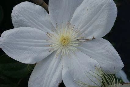 Bosrank (Clematis 'Madame Le Coultre') 8 Bosrank (Clematis 'Madame Le Coultre') - Afbeelding 6