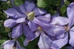 Bosrank (Clematis 'Mrs Cholmondeley') 14 Bosrank (Clematis 'Mrs Cholmondeley') -PlantenPracht Winkel 20120211111116 1