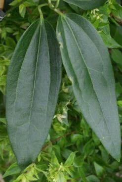 Bosrank, Groenblijvend (Clematis Armandii) -PlantenPracht Winkel 20120211132337 5 1