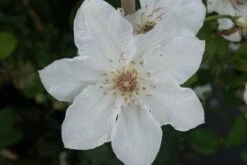 Bosrank (Clematis 'Destiny') -PlantenPracht Winkel 20120211135305 1