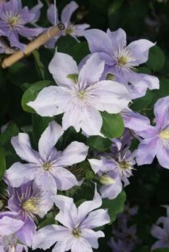 Bosrank (Clematis 'Justa') -PlantenPracht Winkel 20120211142234 1 1