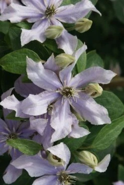 Bosrank (Clematis 'Justa') -PlantenPracht Winkel 20120211142323 1