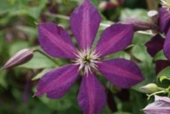 Bosrank (Clematis 'Mikelite') -PlantenPracht Winkel 20120211142737 1