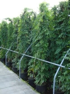 Blauwe Regen (Wisteria Sinensis) -PlantenPracht Winkel 20120213094040 13