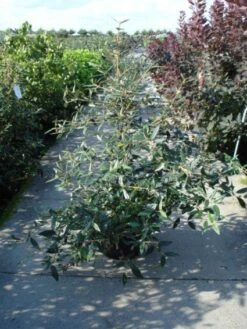 Sneeuwbal (Viburnum Bodnantense 'Dawn') 17 Sneeuwbal (Viburnum Bodnantense 'Dawn') -PlantenPracht Winkel 20120213095450 1