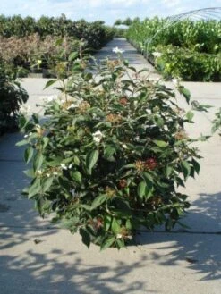 Sneeuwbal (Viburnum Plicatum 'Watanabe') -PlantenPracht Winkel 20120213095627 8 1