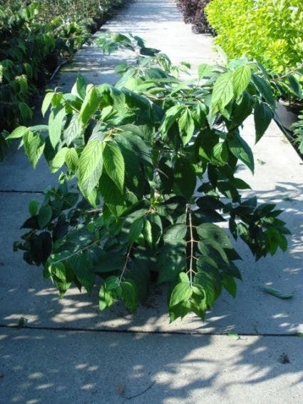 Sneeuwbal (Viburnum Plicatum 'Mariesii') 4 Sneeuwbal (Viburnum Plicatum 'Mariesii') - Afbeelding 2