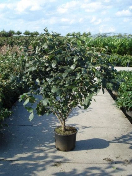 Sneeuwbal (Viburnum Carlcephalum) 6 Sneeuwbal (Viburnum Carlcephalum) - Afbeelding 4