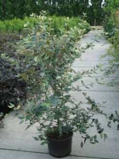 Sneeuwbal (Viburnum Burkwoodii) -PlantenPracht Winkel 20120213100608 14