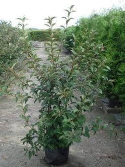 Sneeuwbal (Viburnum Bodnantense 'Charles Lamont') -PlantenPracht Winkel 20120213100726 4