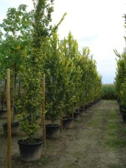 Goudiep (Ulmus Hollandica 'Wredei') -PlantenPracht Winkel 20120213100842 9 1