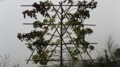 Amberboom Als Leiboom (Liquidambar Styraciflua) -PlantenPracht Winkel 20120213103423 7