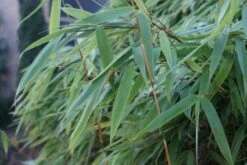 Niet Woekerende Bamboe (Fargesia Murieliae 'Bimbo') -PlantenPracht Winkel 20120213125441 4 2