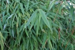 Niet Woekerende Bamboe (Fargesia Murieliae 'Simba') -PlantenPracht Winkel 20120213125522 6 1