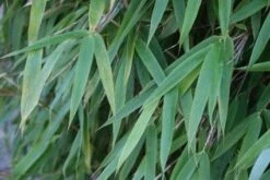 Niet Woekerende Bamboe (Fargesia 'Great Wall') -PlantenPracht Winkel 20120213125547 7 1