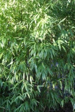 Niet Woekerende Bamboe (Fargesia 'Great Wall') -PlantenPracht Winkel 20120213125631 7