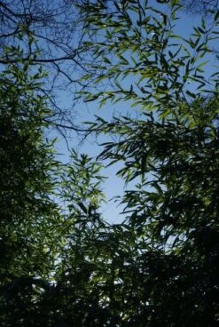 Bamboe (Phyllostachys Aurea) -PlantenPracht Winkel 20120213125929 13