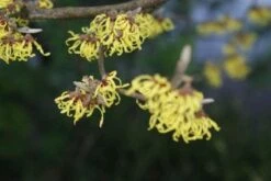 Toverhazelaar (Hamamelis Intermedia 'Arnold Promise') -PlantenPracht Winkel 20120213132348 6