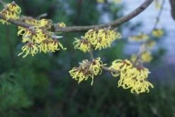 Toverhazelaar (Hamamelis Intermedia 'Arnold Promise') -PlantenPracht Winkel 20120213132408 6