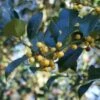 Hulst (Ilex Aquifolium 'Bacciflava') -PlantenPracht Winkel 20120213141636 6