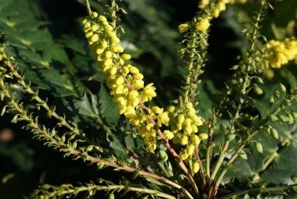 Mahoniestruik (Mahonia Media 'Winter Sun') 4 Mahoniestruik (Mahonia Media 'Winter Sun') - Afbeelding 2