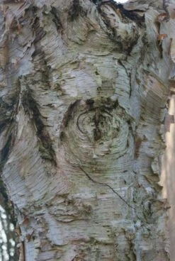 Ruwe Berk (Betula Pendula) -PlantenPracht Winkel 20120213144025 17 1