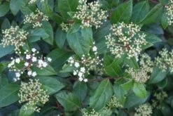 Groenblijvende Sneeuwbal (Viburnum Tinus 'Eve Price') -PlantenPracht Winkel 20120213144628 50 10 1