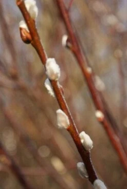 Treurwilg Op Stam (Salix Caprea 'Kilmarnock') -PlantenPracht Winkel 20120213144757 6