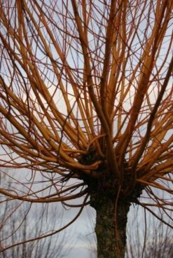 Knotwilg (Salix Alba 'Chermesina') -PlantenPracht Winkel 20120213151708 9 3
