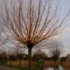 Knotwilg (Salix Alba 'Chermesina') 1 Knotwilg (Salix Alba 'Chermesina') -PlantenPracht Winkel 20120213151808 9