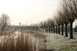 Knotwilg (Salix Alba) -PlantenPracht Winkel 20120213152215 13 1