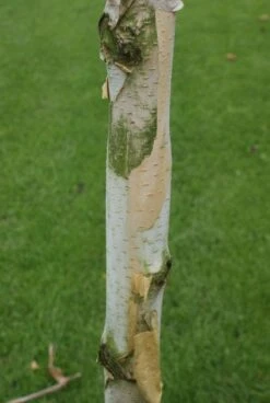 Witte Berk (Betula Utilis 'Doorenbos') -PlantenPracht Winkel 20120213154705 14 1