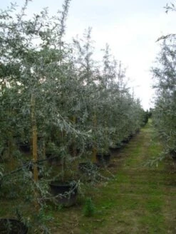 Sierpeer Als Struik (Pyrus Salicifolia 'Pendula') -PlantenPracht Winkel 20120213155559 6 2
