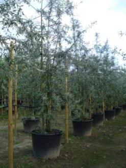 Sierpeer Als Struik (Pyrus Salicifolia 'Pendula') -PlantenPracht Winkel 20120213155637 6 2