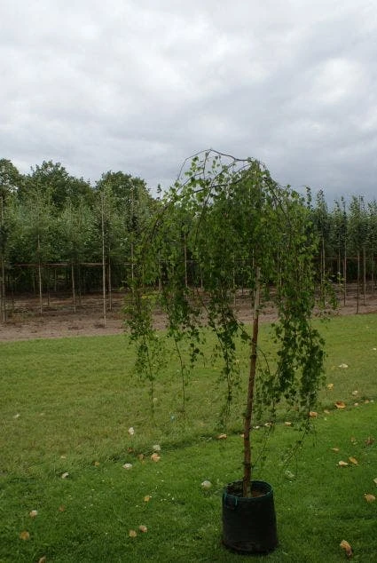 Prieelberk (Betula Pendula 'Youngii') 4 Prieelberk (Betula Pendula 'Youngii') - Afbeelding 2